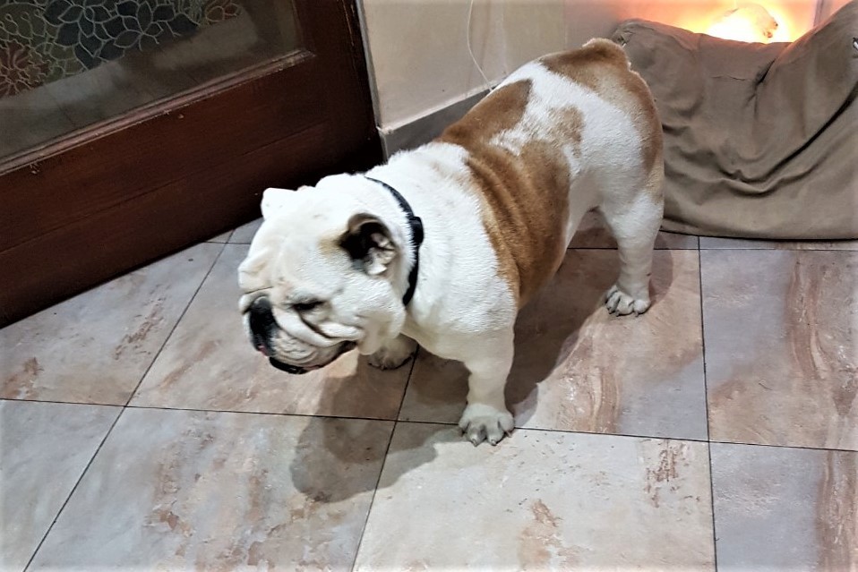 Angi