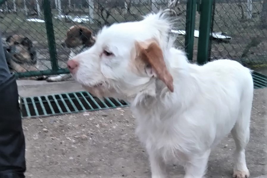 Elli