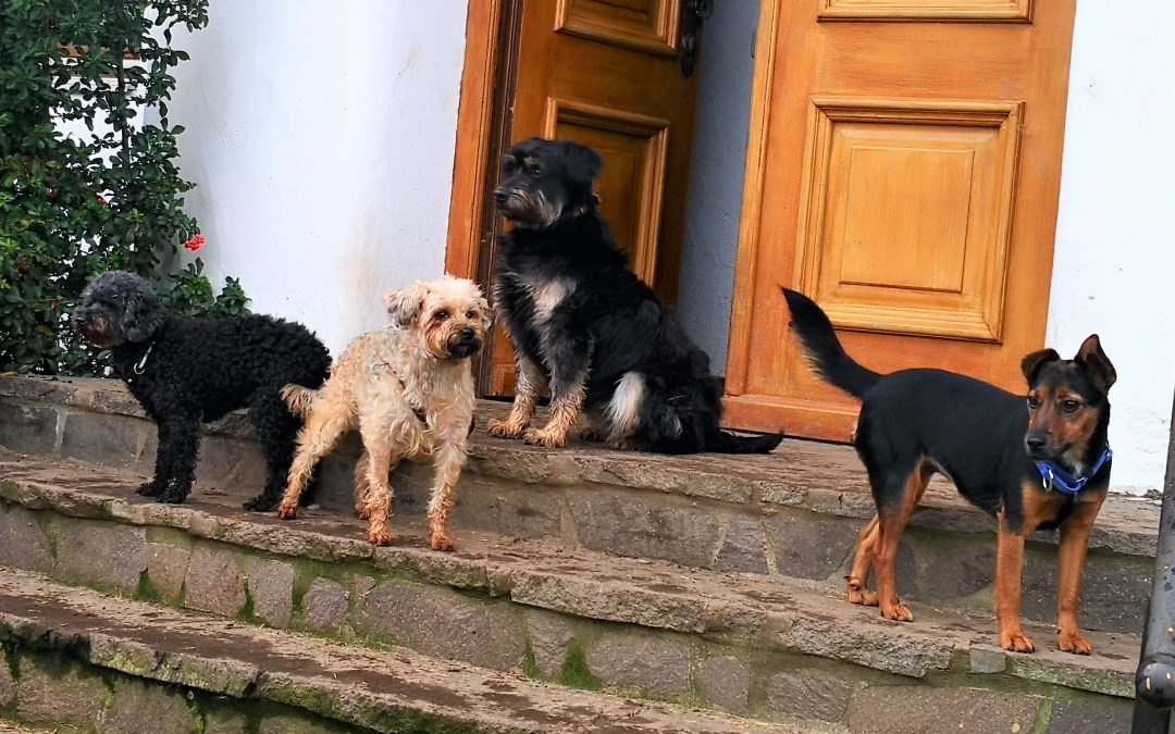 Hunde warten in Obing auf ihre neuen Besitzer