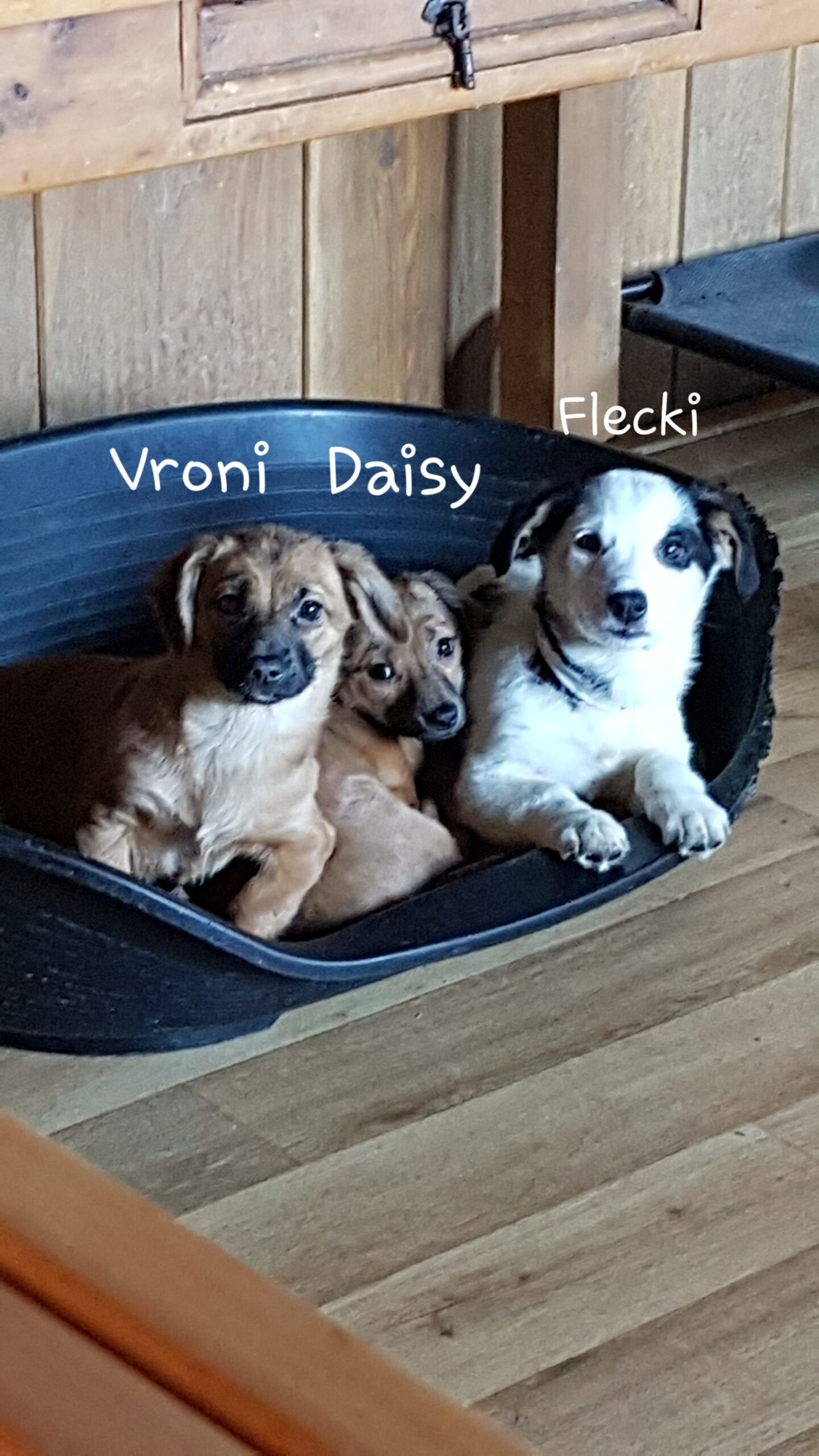 Vroni, Daisy und Flecki