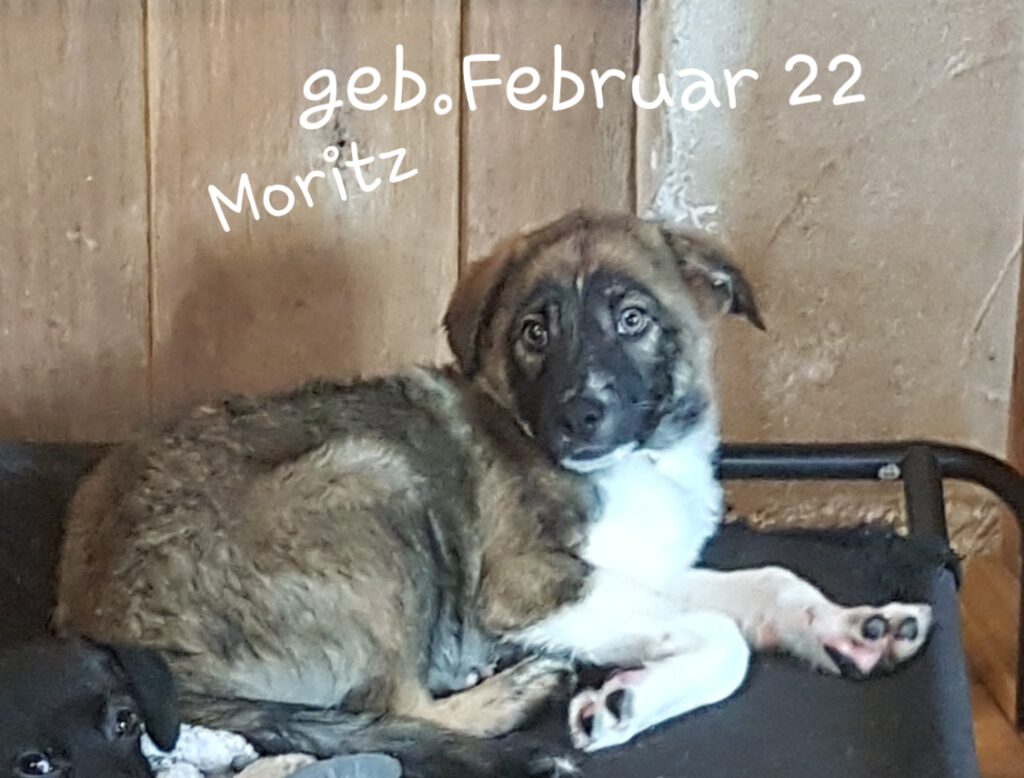 Moritz